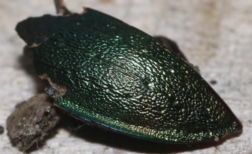 Carabus nemoralis